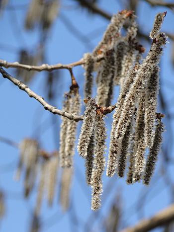 aspen catkins