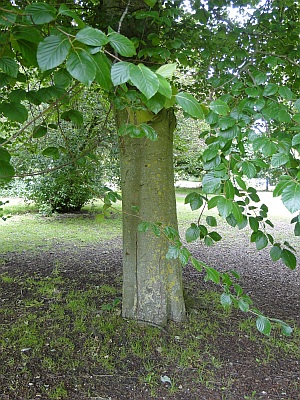 beech tree trunk beech tree trunk