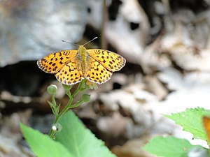 orange and brown butterfly