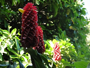 Costus comosus Costus comosus