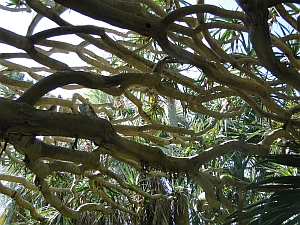 Dracaena draco Dracaena draco