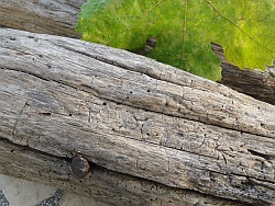 Driftwood with top of nail