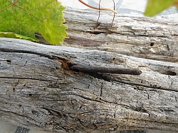 Nail sticking out of log