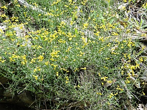 yellow wild flowers