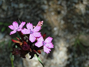pink flower in the forest