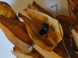 golden rain tree seeds golden rain tree seeds