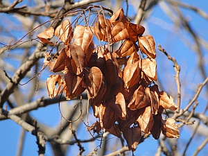 golden rain pods winter golden rain pods winter