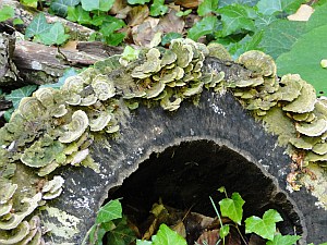 fungus covered timber