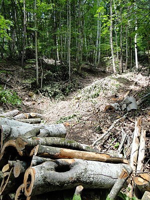 trail with timber