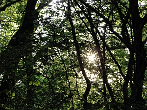 sun through tree canopy