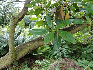 Arbutus unedo, strawberry plant leaves