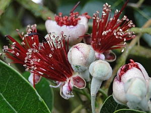 Feijoa sellownia flowers