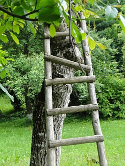 Ladder leaning up against a tree