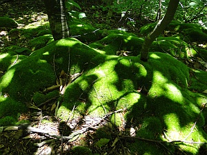 moss covered ground beneath the trees