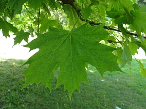 norway maple leaf norway maple leaf