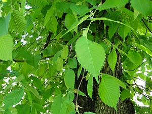 leaves of an elm leaves of an elm