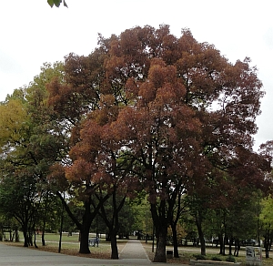 purple ash tree purple ash tree