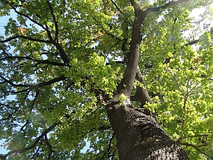 english oak tree english oak tree
