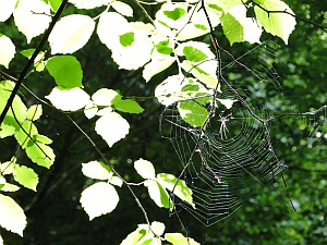 spider web in sunshine