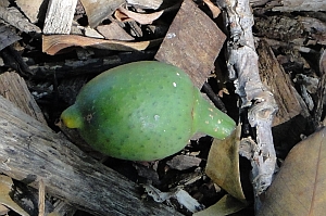 Ficus watkinsiana fruit Ficus watkinsiana fruit
