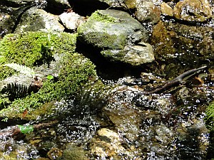 rocky stream