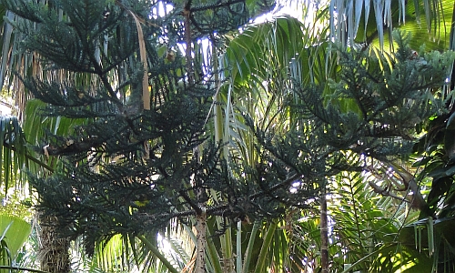 Araucaria cunninghamii branches and leaves Araucaria cunninghamii branches and leaves
