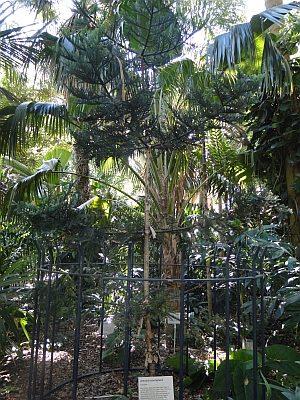 Araucaria cunninghamii Araucaria cunninghamii