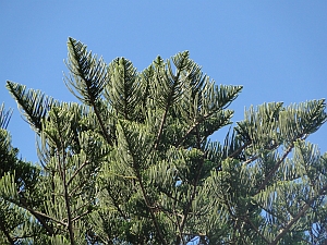 Araucaria heterophylla branchlets against the sky Araucaria heterophylla branchlets against the sky