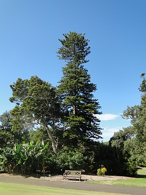 Araucaria heterophylla tree Araucaria heterophylla tree