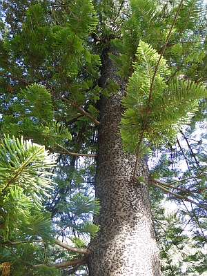 Araucaria heterophylla branchlets Araucaria heterophylla branchlets