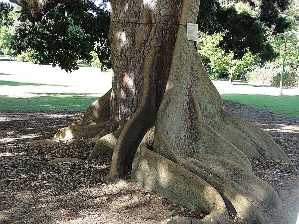 Argyrodendron actinophyllum buttress roots Argyrodendron actinophyllum buttress roots