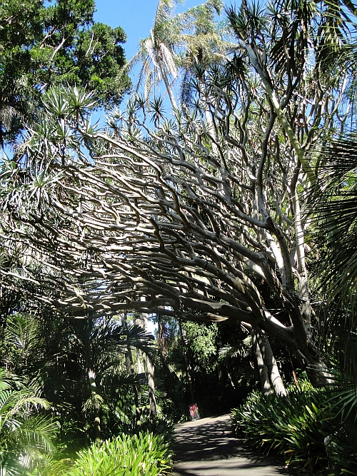 Dracaena draco branches Dracaena draco branches