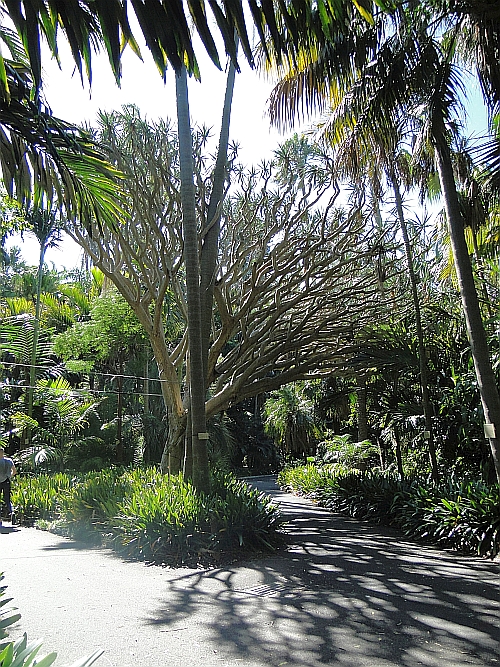 Dracaena draco Dracaena draco