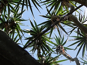 Dracaena draco leaves Dracaena draco leaves