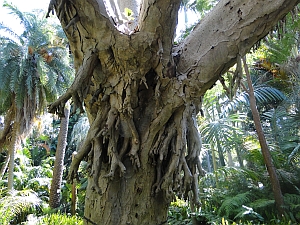 Dracaena draco bark and aerial roots Dracaena draco bark and aerial roots