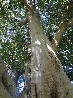 Ficus watkinsiana bark Ficus watkinsiana bark