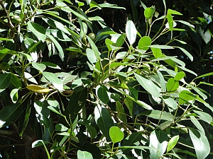 Ficus watkinsiana leaves Ficus watkinsiana leaves