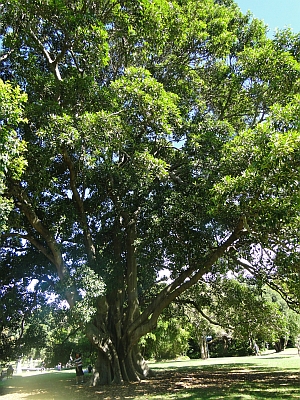 Ficus watkinsiana tree Ficus watkinsiana tree