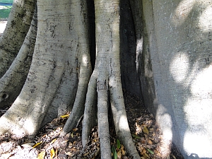 Ficus watkinsiana trunk Ficus watkinsiana trunk