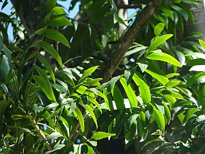 Flindersia schottiana leaves Flindersia schottiana leaves