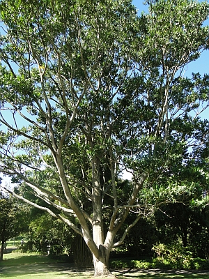 Flindersia schottiana tree Flindersia schottiana tree