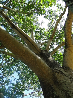 Flindersia schottiana bark Flindersia schottiana bark