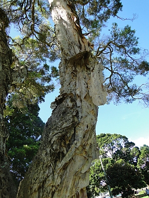 Melaleuca alternifolia bark Melaleuca alternifolia bark
