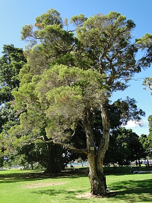 Melaleuca alternifolia Melaleuca alternifolia