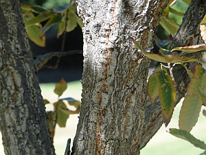Quercus acutissima bark Quercus acutissima bark