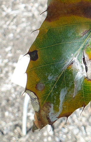 Quercus acutissima leaf Quercus acutissima leaf