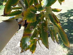 Quercus acutissima leaves Quercus acutissima leaves