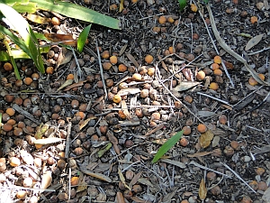 Syagrus romanzoffiana fruit Syagrus romanzoffiana fruit