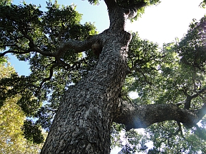 Toona ciliata bark and trunk Toona ciliata bark and trunk