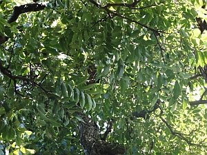 Toona ciliata leaves Toona ciliata leaves